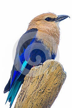 Vertical closeup shot of a blue-bellied roller bird perched on a branch
