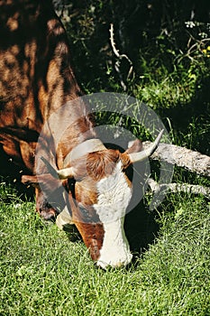 Vertical closeup shot of a brown cow grazing on the grass