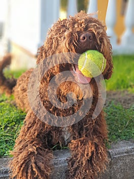 Vertical closeup shot of a brown labradoodle holding a tennis ball in its mouth outdoors