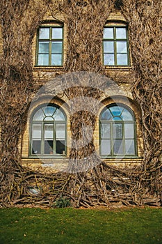 Vertical closeup shot of a building facade with growing tree roots