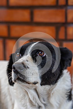 Vertical closeup shot of a Bukovyna Shepherd dog looking at something photo