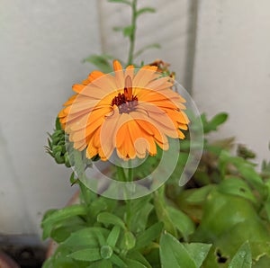 Vertical closeup shot of a Calendula Marigold flower in a garden