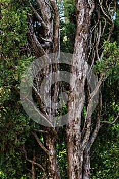 Vertical closeup shot of cedar juniperus thurifera