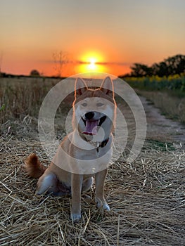 Vertical closeup shot of a cheerful Shiba Inu hunting dog sitting in the field at sunset