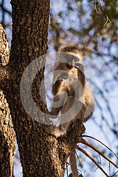 Vertical closeup shot of a Chlorocebus monkey on a tree