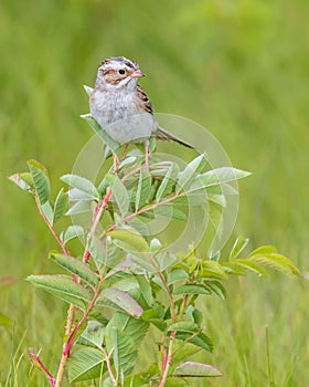 Vertical closeup shot of a clay-colored sparrow perched on a plant on a green background