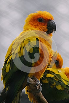 Vertical closeup shot of a colorful parro photo