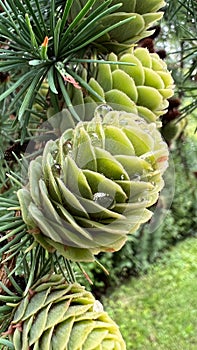 Vertical closeup shot of a coniferous green cone covered in rain droplets