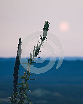 Vertical closeup shot of Cupressaceae on blurred background