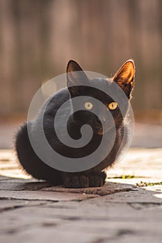 Vertical closeup shot of a cute black cat with green eyes sitting on the stone ground