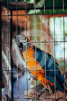 Vertical closeup shot of a cute colorful parrot in a cage