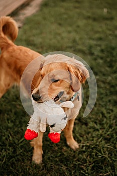 Vertical closeup shot of a cute Golden Retriever with a lambchop toy in its mouth