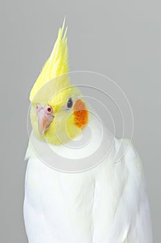 Vertical closeup shot of a cute lutino cockatiel with a bright pastel background