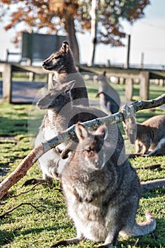 Vertical closeup shot of cute wallabies sitting in the field