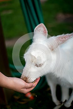 Vertical closeup shot of a cute white baby macropod eating food from a person's hand