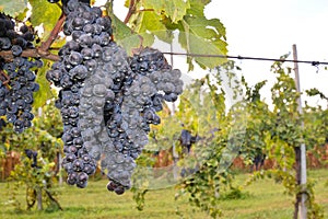 Vertical closeup shot of dark grapes growing on the branches of a vine in Tenerife in Spain