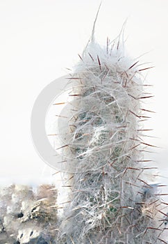 Vertical closeup shot of details on a fuzzy white cactus