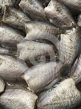 Vertical closeup shot of dried snakeskin gourami (Trichogaster pectoralis) fish for sale