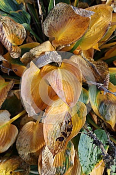 Vertical closeup shot of the dry leaves of Plantain lilies in autumn