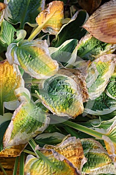 Vertical closeup shot of the dry leaves of Plantain lilies in autumn