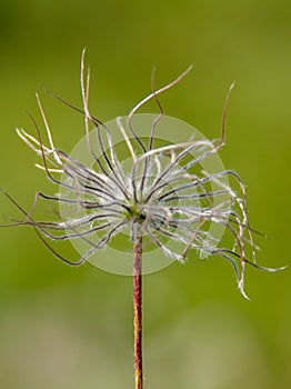 Vertical closeup shot of a dry stringy pasque flower