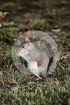 Vertical closeup shot of an Eastern gray squirrel (Sciurus carolinensis) eating food on the grass