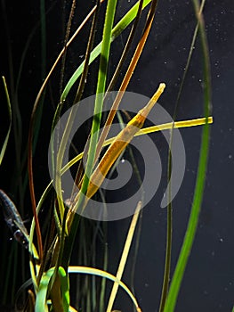 Vertical closeup shot of eelgrass (Vallisneria) underwater