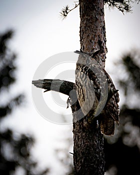 Vertical closeup shot of Eurasian eagle-owl perched on pine tree branch in forest