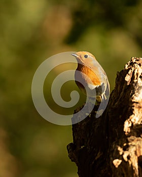 Vertical closeup shot of a European Robin Redbreast (Erithacus rubecula) perched on a tree stump