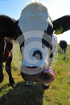 Vertical closeup shot of the face of a dairy cattle cow on a grass field under the sunlight