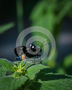 Vertical closeup shot of false mottle butterfly on a leaf on a blurred background