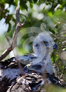 Vertical closeup shot of ferruginous hawk chicks on a nest