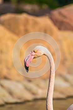 Vertical closeup shot of a flamingo in Al Areen Wildlife Park in Bahrain