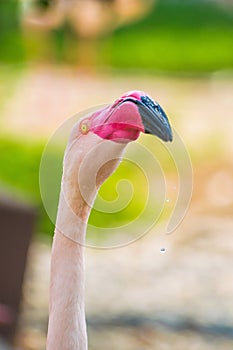 Vertical closeup shot of a flamingo in Al Areen Wildlife Park in Bahrain