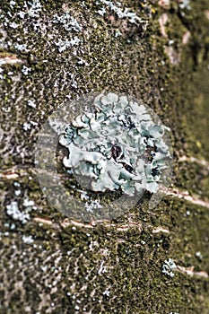 Vertical closeup shot of foliose lichens co-exist with a log in a forest