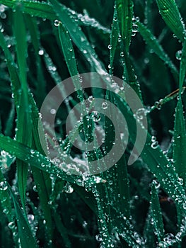 Vertical closeup shot of fresh green grass with drops of morning dew on it