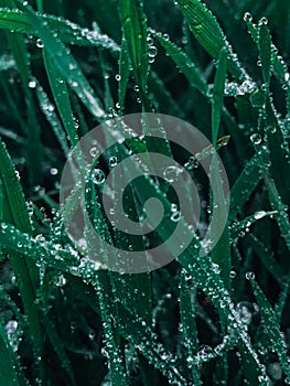 Vertical closeup shot of fresh green grass with drops of morning dew on it