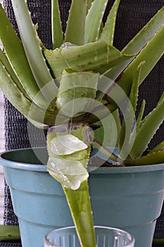 Vertical closeup shot of green aloe vera plant with its crystals falling into a glass