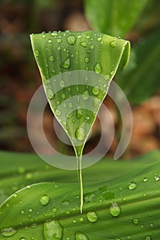 Vertical closeup shot of a green leaf covered in rain droplets