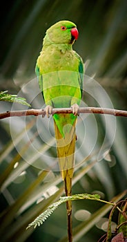 Vertical closeup shot of a green parakeet bird sitting on a branch with blurred background