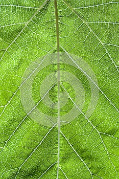 Vertical closeup shot of a green patterned leaf as a background