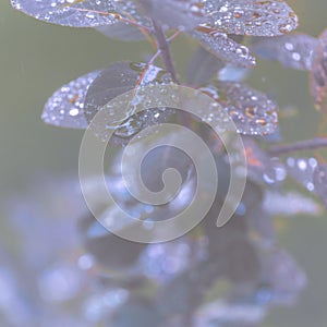 Vertical closeup shot of a green plant covered with dewdrops isolated on a blurred background