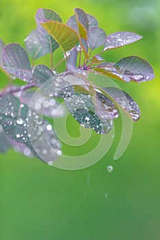 Vertical closeup shot of a green plant covered with dewdrops isolated on a blurred background