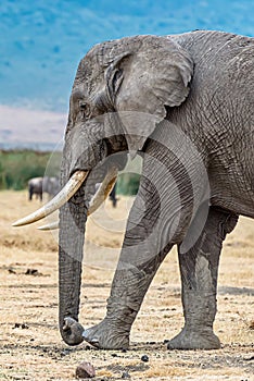 Vertical closeup shot of the head of a cute elephant in the wilderness