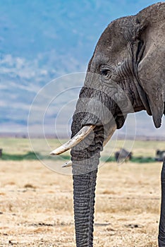 Vertical closeup shot of the head of a cute elephant in the wilderness