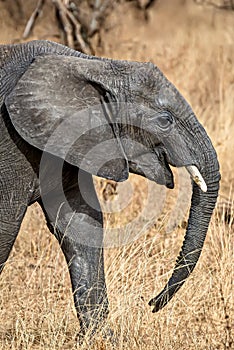 Vertical closeup shot of the head of a cute elephant in the wilderness