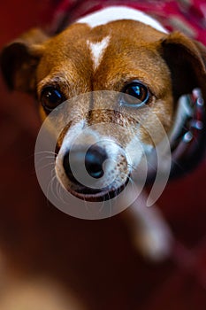 Vertical closeup shot of the head of a cute Plummer Terrier dog with kind eyes photo