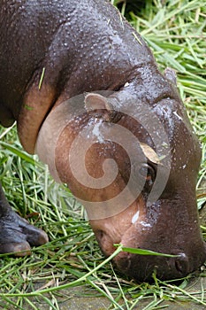 Vertical closeup shot of a hippo (Hippopotamus amphibius) named "Moo Tun" eating grass