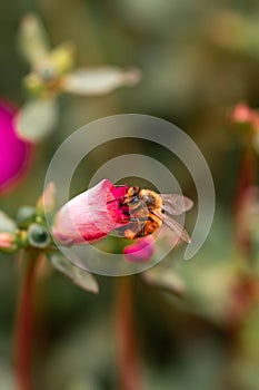 Vertical closeup shot of a honey bee on a flower on blurry background