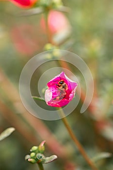 Vertical closeup shot of a honey bee on a flower on blurry background